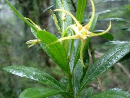 Strophanthus speciosus flowering stem-tip